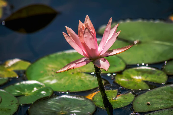 красивый цветок лотоса в пруду - Фото, изображение
