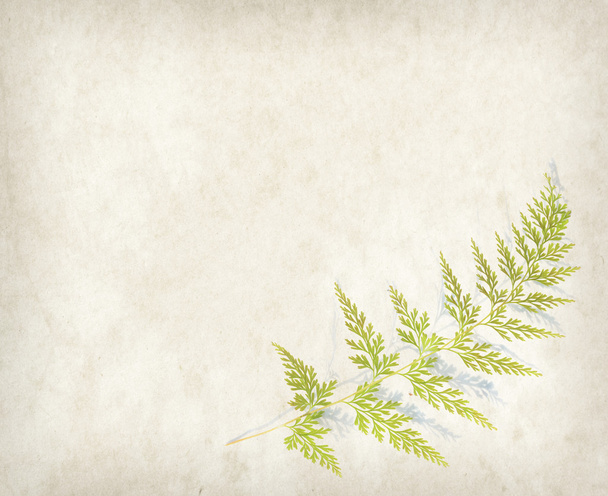 branch of a fern on Vintage paper background - Photo, Image