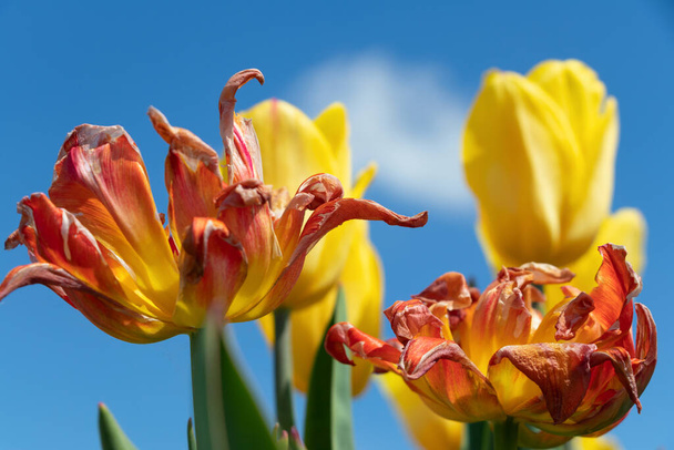 Skupina tulipánů proti modré obloze, v popředí v ohnisku jsou jasně oranžové tulipány na konci květu se sušícími okvětními lístky, v pozadí se rozmazávají poupata čerstvě žlutých tulipánů - Fotografie, Obrázek