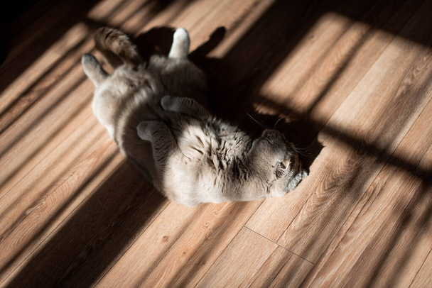 Lovable Scottish Fold Cat. lying on the back on floor at home. Beauty creative shadows. - Valokuva, kuva