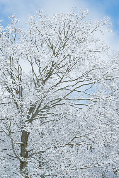 Winter landscape of snow flocked forest, Yankee Springs State Park, Michigan, USA - Fotografie, Obrázek
