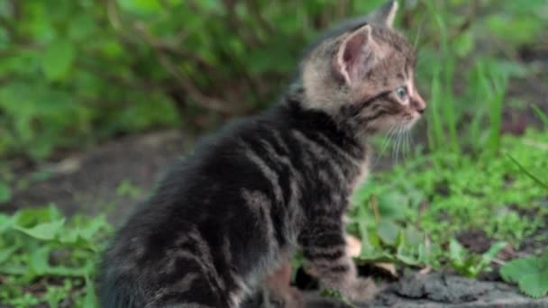 Obdachlose Kätzchen. Die Kätzchen liegen auf dem grünen Rasen und spielen. 4k - Filmmaterial, Video