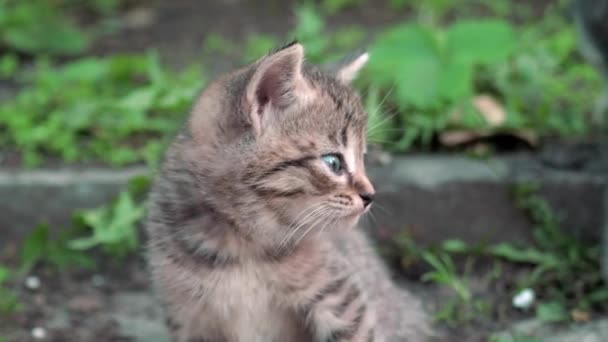 dakloze katjes. De kittens liggen op het groene grasveld en spelen. 4k - Video