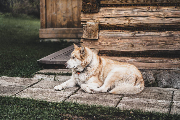 lindo perro guarda la casa acostado en su base - Foto, imagen