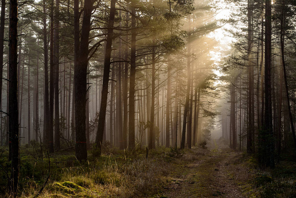 metsässä varhain aamulla aurinko yrittää koskettaa pehmeää metsän sammalta sen lämpimät auringonsäteet murtautuvat puiden oksien läpi - Valokuva, kuva