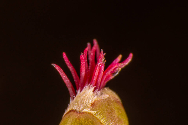 Обыкновенный цветок Хейзел - Фото, изображение