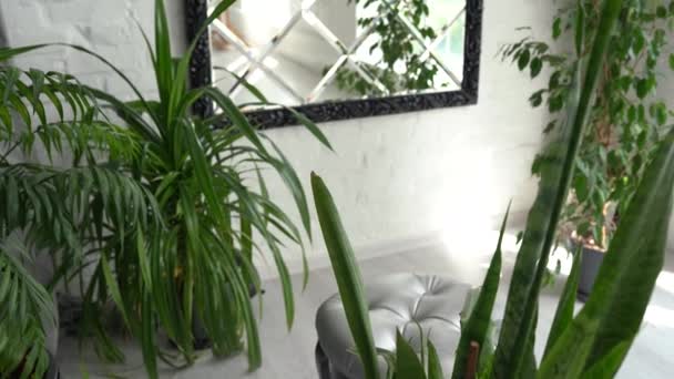 Interno moderno con grande specchio elegante con piante tropicali - Filmati, video
