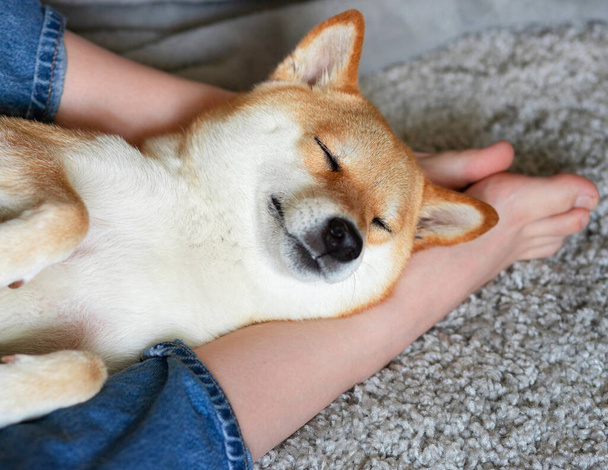 Червоний собака Шиба Іну міцно спить на своїх ногах. Зблизька. Довір'я, спокій, турбота, дружба, концепція любові. Щасливі приємні моменти життя.  - Фото, зображення