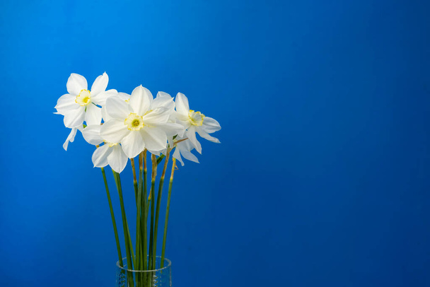 Daffodil narcissus flores buquê em um fundo azul isolado espaço de cópia para texto - Foto, Imagem