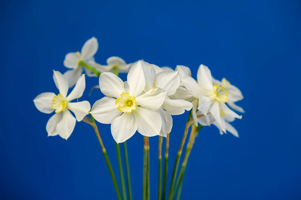 Daffodil νάρκισσος λουλούδια μπουκέτο σε ένα μπλε φόντο απομονωμένο χώρο αντίγραφο για το κείμενο - Φωτογραφία, εικόνα