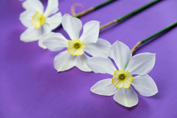 Daffodil νάρκισσος λουλούδια μπουκέτο σε ένα λιλά βιολετί φόντο επίπεδη lay πλαίσιο πάνω όψη, δωρεάν χώρο αντίγραφο για το κείμενο - Φωτογραφία, εικόνα