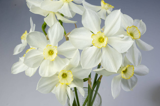 Narciso narciso flores ramo sobre un fondo azul copia espacio para el texto en un jarrón de vidrio - Foto, imagen