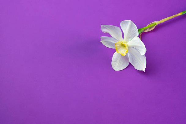 Букет квітів нарцисів на бузковому фіолетовому фоні плоский вигляд зверху рамки, вільне місце для тексту
 - Фото, зображення