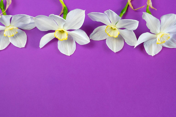 Bouquet de fleurs narcisses jonquille sur fond violet lilas vue de dessus, espace libre pour le texte - Photo, image