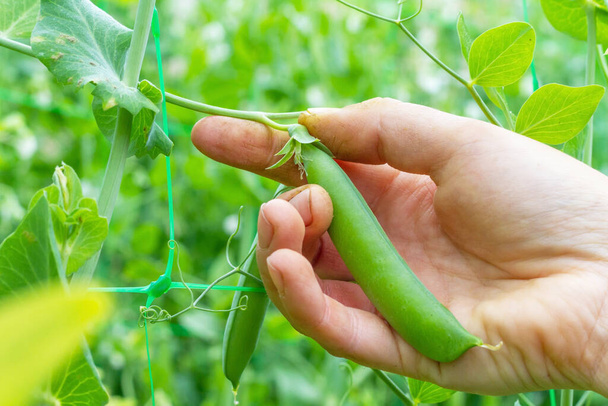 The hand of a farmer harvests a pea pod of the variety "tear pea" - Фото, изображение