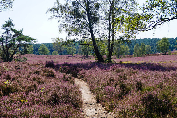 In the nature reserve Fischbeker Heide next to Hamburg Germany - Photo, Image