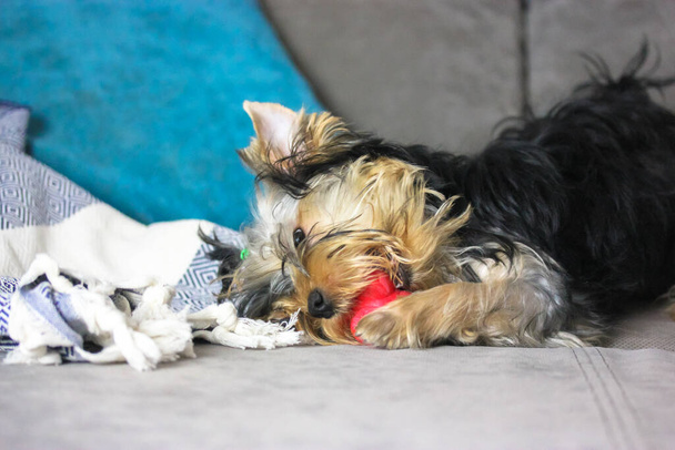 Schattige kleine Yorkshire Terrier puppy met staart op hoofd kauwend op rood rond speelgoed op grijze bank. De hond is in een grappige pose en speels humeur. Grappig hondje in een gezellige woonkamer. - Foto, afbeelding