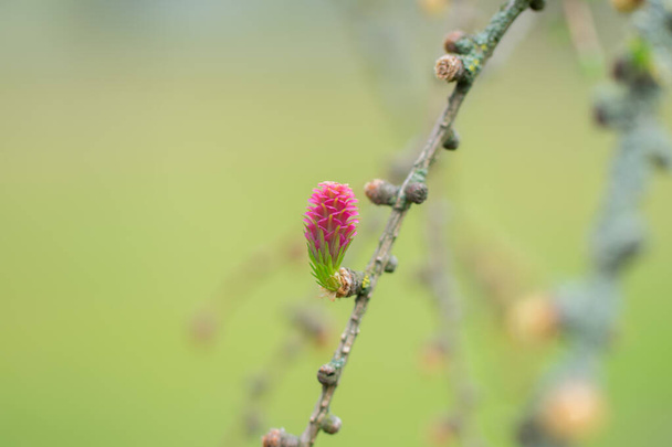 Червоний квітучий конус європейського дерева модрини на гілці зі свіжими зеленими голкою навесні
 - Фото, зображення