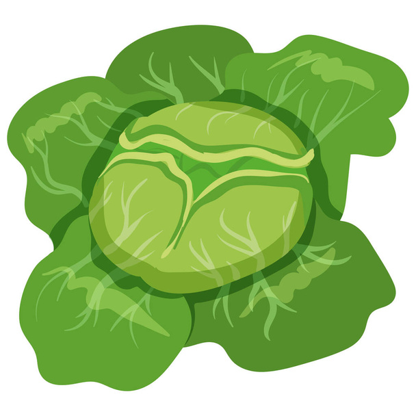 Col con hojas verdes, producto orgánico nutritivo saludable. Vector mano dibujos animados dibujar plano estilo de moda fondo blanco - Vector, Imagen