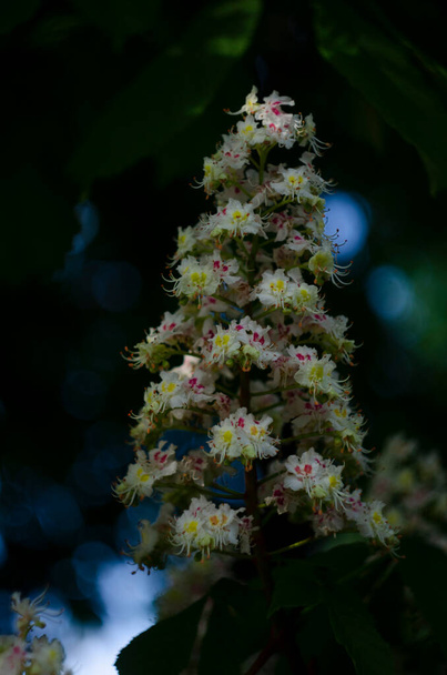 森の馬栗の木の花 - 写真・画像