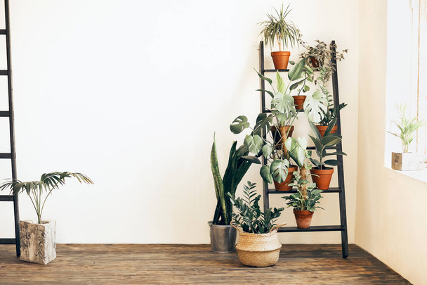 Verschiedene frische Pflanzen in Töpfen auf Leiter in der Nähe beige Wand in gemütlichen Raum zu Hause platziert - Foto, Bild