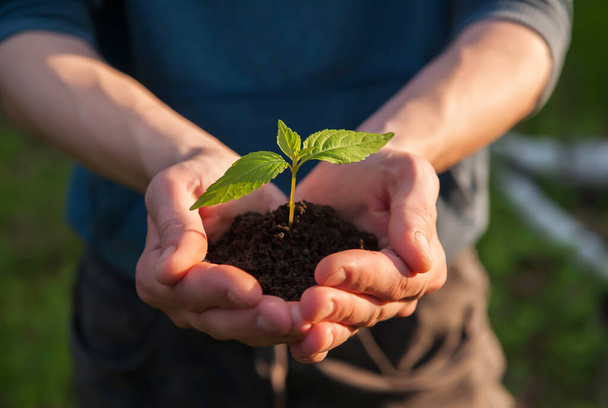 Ένας άντρας κρατάει ένα νεαρό φυτό με χώμα στα χέρια του. Η έννοια της προστασίας και της διατήρησης της φύσης. Ημέρα της Γης - Φωτογραφία, εικόνα