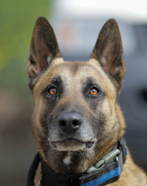 Profundidade de campo rasa (foco seletivo) retrato de um cão treinado belga Malinois. - Foto, Imagem