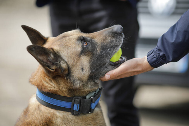 Detalles sobre la interacción entre un perro maltés belga entrenado y su dueño. - Foto, imagen