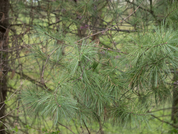 Johnson City, Tennessee États-Unis 2021-04-11 Aiguilles de pin sur un arbre - Photo, image