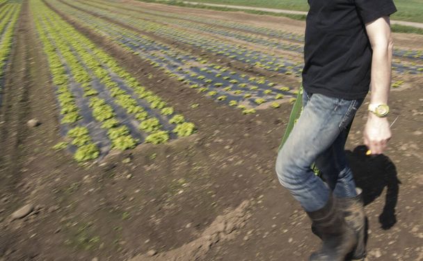 καλλιέργεια πράσινου μαρουλιού σε έναν αγρό, παραγωγή λαχανικών στη γεωργία - Φωτογραφία, εικόνα
