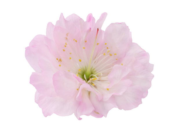 Flor rosa, macro, isolada sobre fundo branco - Foto, Imagem