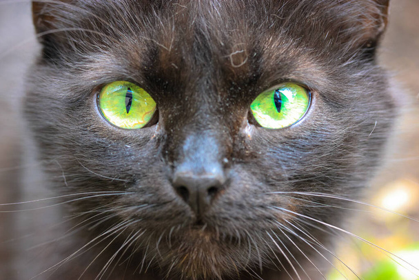 Egy gyönyörű bolyhos fekete macska élénk zöld szemekkel, vékony fekete pupillákkal, hosszú bajusszal közelről. Imádnivaló felnőtt macska egyenesen a kamerába néz. Állatok tenyésztés nélkül, kóbor macskák, háziállatok. Macskatéma.  - Fotó, kép