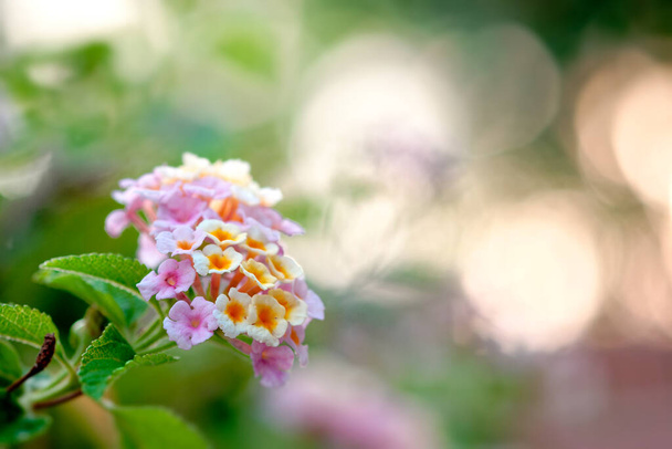 Ryhmä kukka kukkivat puutarhassa valikoiva painopiste kauneus tausta - Valokuva, kuva