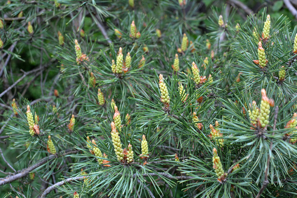 Botões de primavera em um jovem ramo de pinho - Foto, Imagem