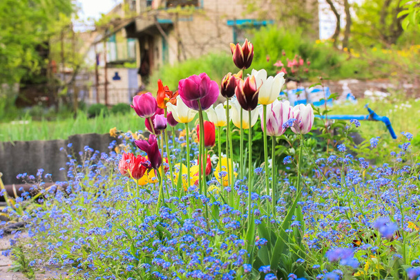 Multicolor amarillo, rojo, tulipanes blancos, pequeñas plantas azules Forget-me-not (Myosotis scorpioides) en el fondo de una casa de campo en primavera, verano. Un jardín casero. Flores en flor cerca de la cabaña. - Foto, Imagen