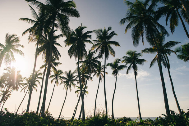monet palmuja rannalla laskettaessa aurinko - Valokuva, kuva