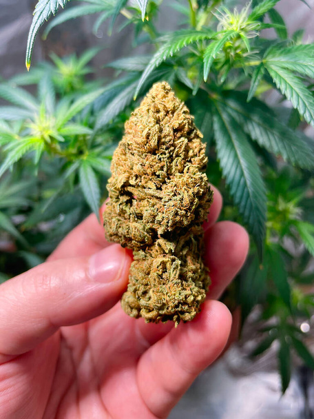 Hand hält große medizinische Marihuana-Blütenknospe gegen legale Cannabispflanze eigenes Anbaukonzept - Foto, Bild