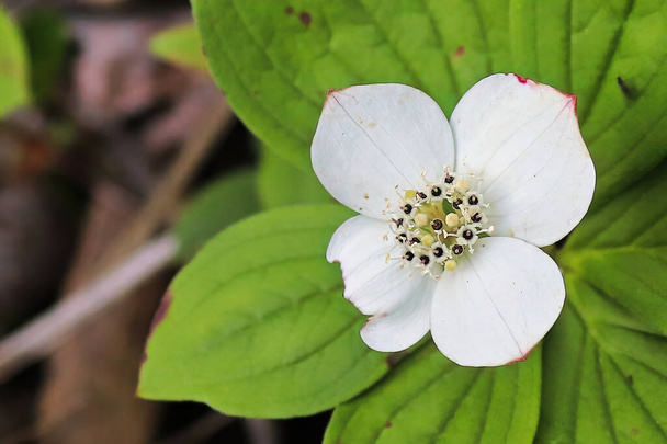 Macro of Bunchberry Dogwood in full bloom - Photo, Image