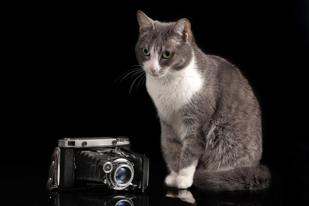 šedá kočka sedí na černém pozadí s fotoaparátem - Fotografie, Obrázek