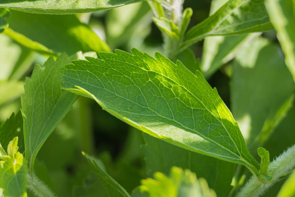 detailed view of a stevia leaf on the plant with nerves and veins and outdoor backlight - Valokuva, kuva