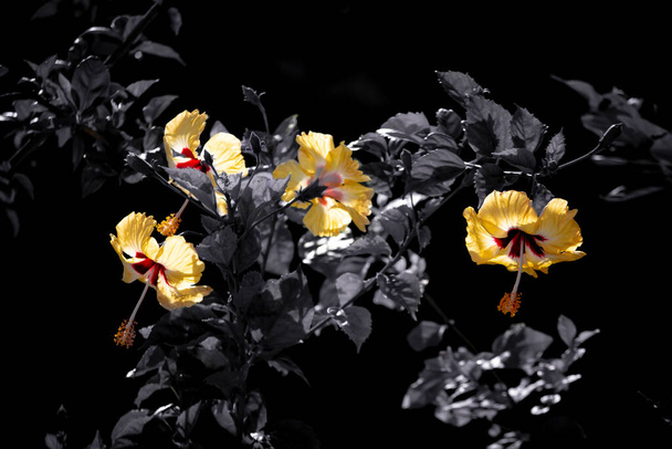 Yellwo Hibiscus rosa-sinensis, Colloquially as Chinese hibiscus, China rose, Hawaiian hibiscus, rose mallow & shoeblackplant, a Malvaceae családba tartozó trópusi hibiszkusz, Hibisceae törzs - Fotó, kép