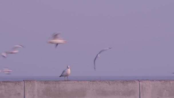 Seagull perches on bridge rail and flies away while the others flying around - Footage, Video