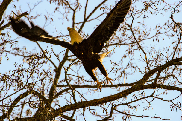 Un águila en vuelo cae de las nubes de cúmulos, como una flecha, sobre una presa en el suelo, de cerca. - Foto, Imagen