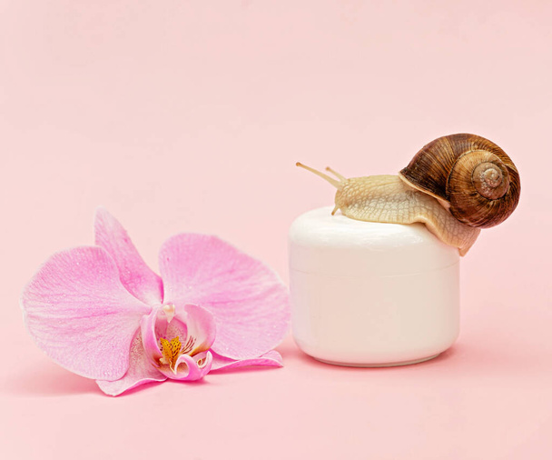 Potje met cosmetische crème voor huidverjonging op een roze achtergrond met slak en orchidee bloem, slak mucin crème, hydratatie van de huid, schoonheid, gezondheid, spa concept. Zachte selectieve focus, kopieer ruimte. - Foto, afbeelding