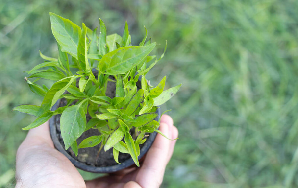 A pot of pepper seedlings in the hand of a gardener. - Photo, Image