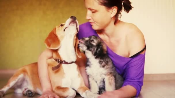 fiatal nő a hazai laminált padlón két szép kutyákkal - Felvétel, videó