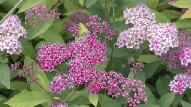 Kis virágok Spirea (latin. Spiraea) Rózsaszín szín a tavaszi kertben  - Felvétel, videó