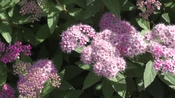 Μικρά άνθη της Σπυρέας (λατινικά. Spiraea) Ροζ χρώμα στον ανοιξιάτικο κήπο  - Πλάνα, βίντεο