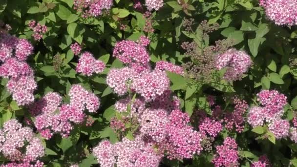 Piccoli fiori di Spirea (latino. Spiraea) Colore Rosa nel giardino primaverile  - Filmati, video