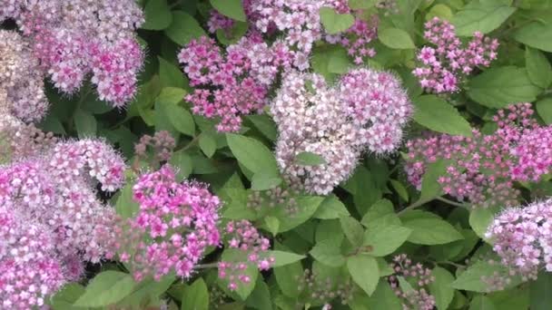 Small flowers of Spirea (Latin. Spiraea) Pink Color in the spring garden  - Footage, Video